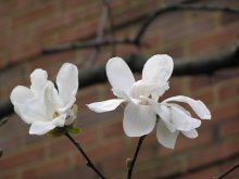 Spring gegen die Wand / ***