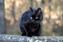 fast Panther / ***
