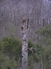 Crocodile Holz / ***