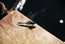 Hubschrauber / ***