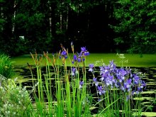 Im Botanischen Garten von Twer / ***