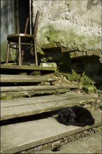 schwarze Katze, die kein Glück hat ... / ***