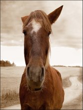 Meine rote Pferd / ***