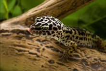 Waschen Gecko / model: Lucia
my Eublepharis macularius Leopard Gecko
