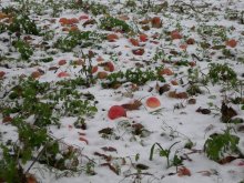 Äpfel im Schnee / ***