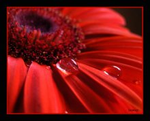 Gerbera / ***