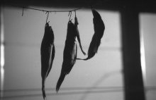 Fisch / ***