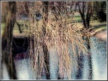 Willow. Pfad des Wassers / ***