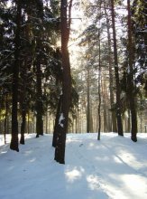 Wald Licht / ***
