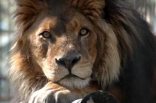 grustno.mozh Chenit essen? / ***