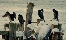 Tusovka Kormorane / ***