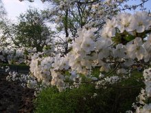 Kirsche / ***