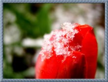 Herz unter dem Eis / ***