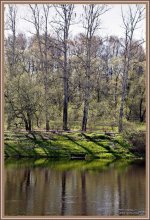 Birken / ***