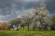 Mai Sturm über die blühende Erde / ***