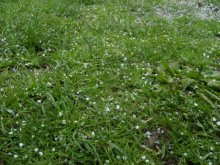 Hagel / ***