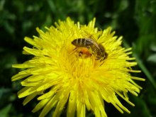 sammeln Honig / ***
