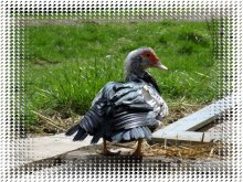 Ente / ***