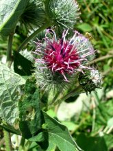 Stachelige Blume / ***