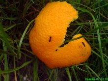 unbekannt / ***
