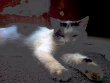 ein Fehler der Natur / ***