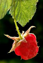 Himbeere / ***