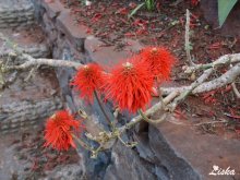 Red Flower / ***