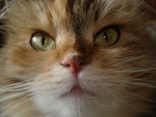 Mein Haustier Katze / ***