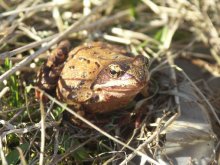Spring Frog / ***