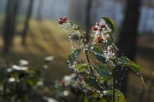 Blumen im November / ***