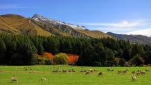 Autumn in einem Land der Schafe / ***