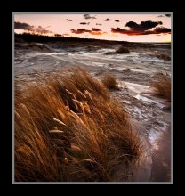 Wind in den Dünen / baltica