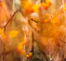 Autumn Laune / ***