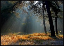 Rays. / ***