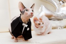 Cat Hochzeit! / ***