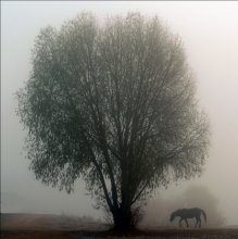 Ein Pferd und ein Baum / *****