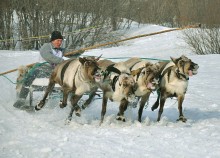 Der Fahrer oder Rasse &quot;Formel - ein Reh&quot; / ***