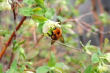 Bumblebee Mai / 10.05.11