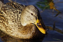 Ente / ***