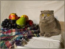 &quot;The Cat in the apples&quot; / ***