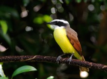 Great kiskadee / ***