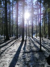 Frühling im Wald. / ***