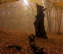 Krim-Herbst-Wald / ***