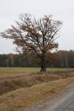 Eiche / ********