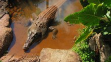 Tödliche Reptilien / ***