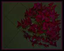 Blume Schmetterling / ***