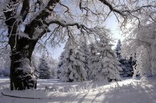 Winter, Schnee, Hintergrundbeleuchtung ... / ***