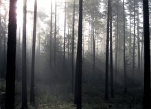 Morgen im Wald / ***