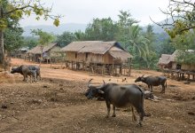 In der laotischen Dorf von Nummer 7 / ***
