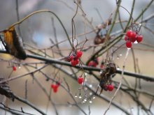 Wassertropfen / ***